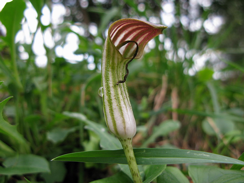 Arisarum vulgare / Arisaro comune